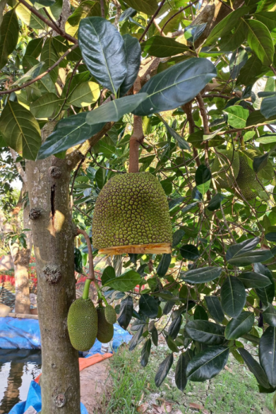 CTO - Nghiên cứu đa dạng hóa sản phẩm chế biến từ trái mít (Artocarpus Heterophyllus lam.)