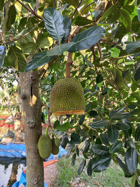 CTO - Nghiên cứu đa dạng hóa sản phẩm chế biến từ trái mít (Artocarpus Heterophyllus lam.)