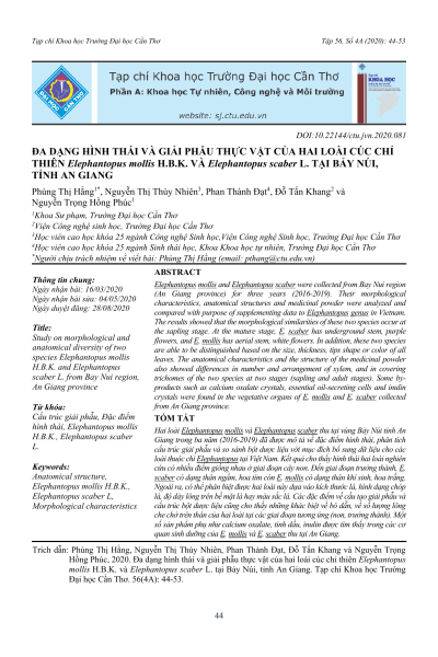 Đa dạng hình thái và giải phẫu thực vật của hai loài cúc chỉ thiên Elephantopus mollis H.B.K. và Elephantopus scaber L. tại Bảy Núi, tỉnh An Giang
