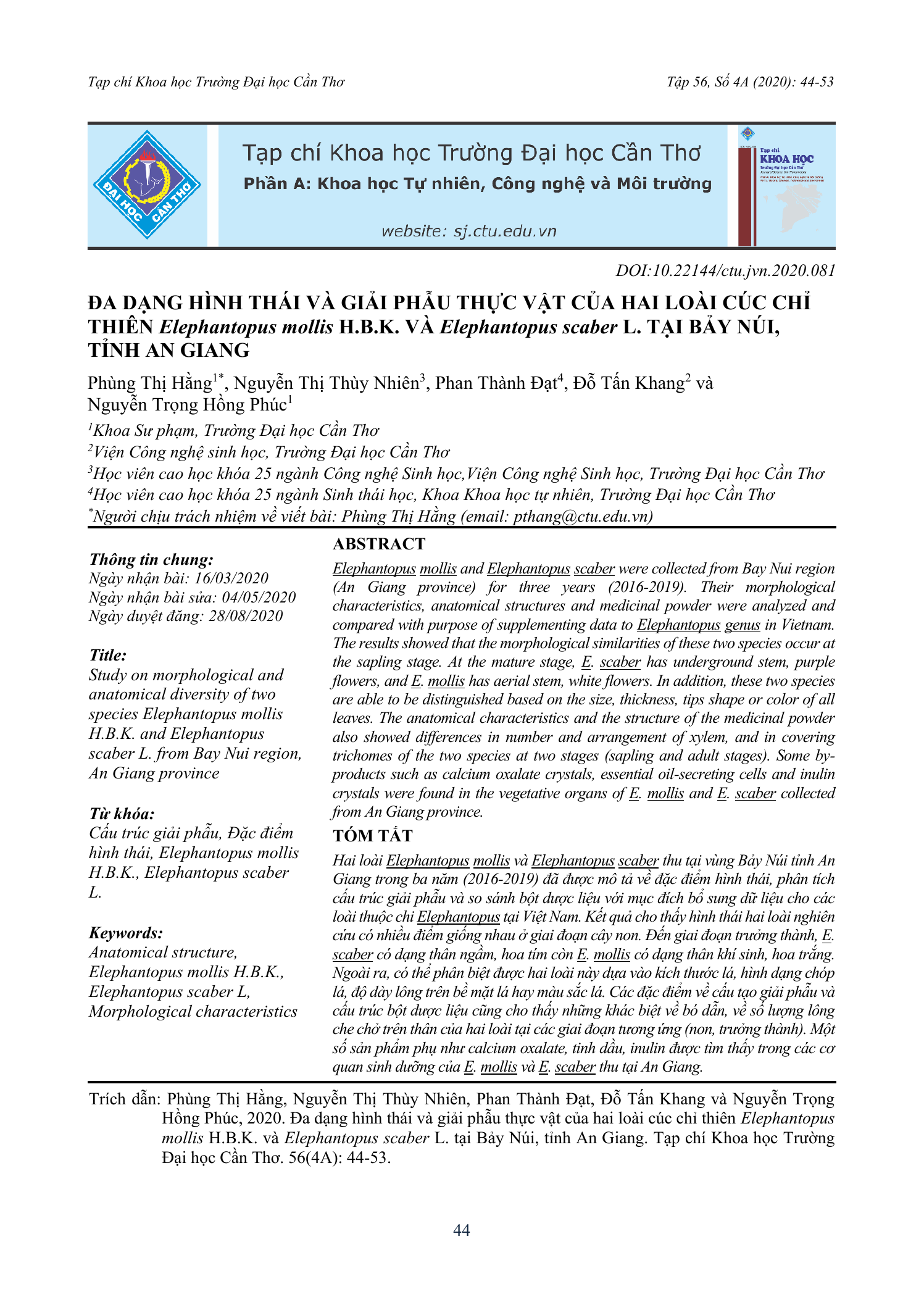 Đa dạng hình thái và giải phẫu thực vật của hai loài cúc chỉ thiên Elephantopus mollis H.B.K. và Elephantopus scaber L. tại Bảy Núi, tỉnh An Giang