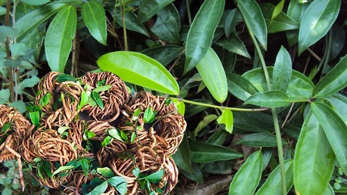 KHẢO SÁT KHẢ NĂNG KHÁNG KHUẨN CỦA CAO CHIẾT SÂM XUYÊN ĐÁ (MYXOPYRUM SMILACIFOLIUM (WALL.) BLUME) TRÊN MỘT SỐ VI KHUẨN KHÁNG KHÁNG SINH