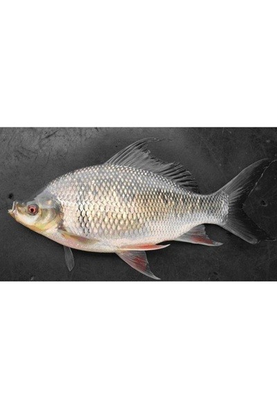 CTO - Ứng dụng mô hình ương giống và nuôi thương phẩm cá mè hôi (Osteochilus melanopleura) tại quận Thốt Nốt, thành phố Cần Thơ (2025)
