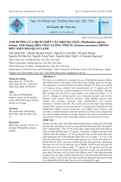 Ảnh hưởng của dịch chiết cây diệp hạ châu (Phyllanthus amarus) đến chất lượng tôm sú trong điều kiện bảo quản lạnh
