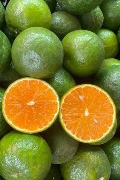Nghiên cứu quy trình công nghệ sản xuất các sản phẩm từ cam sành (Citrus sinensis) (2024)